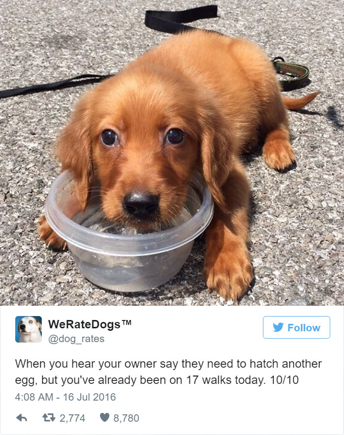 When You Hear Your Owner Say They Need To Hatch Another Egg But You've Already Been On 17 Walks Today. 10/10
