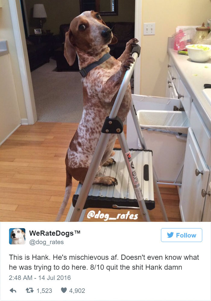 Hank Doesn't Even Know What He Was Trying To Do Here. 8/10 Mischievous AF