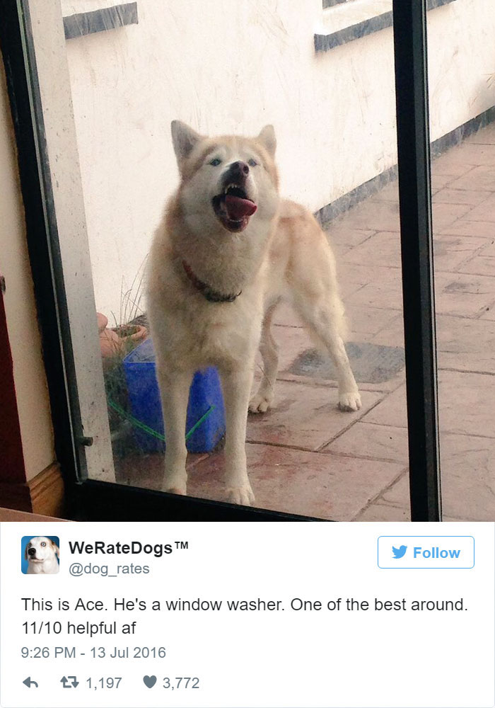 Ace, One Of The Best Window Washers. 11/10 Helpful AF