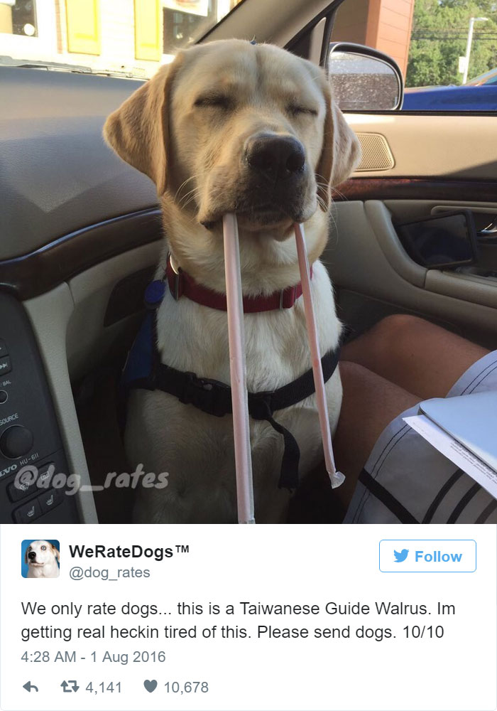 I'm Getting Real Heckin Tired Of This. This Is Walrus. Please Send Dogs. 10/10