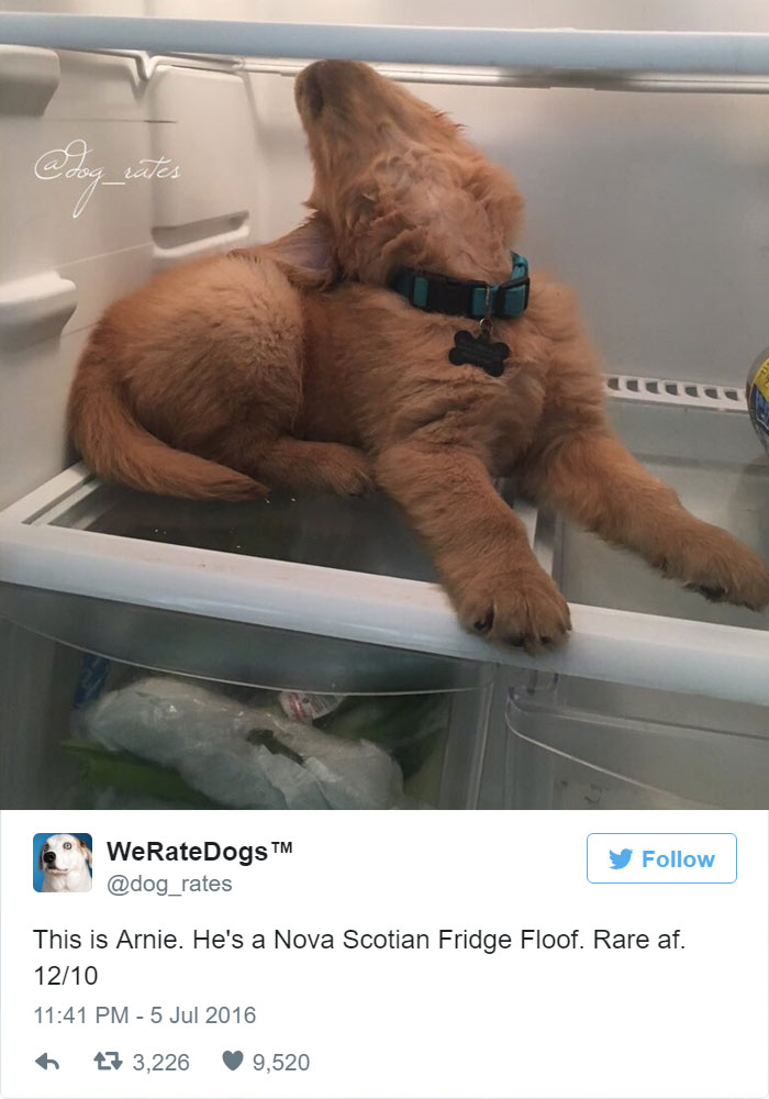 Arnie Is A Nova Scotian Fridge Floof. 12/10 Rare AF