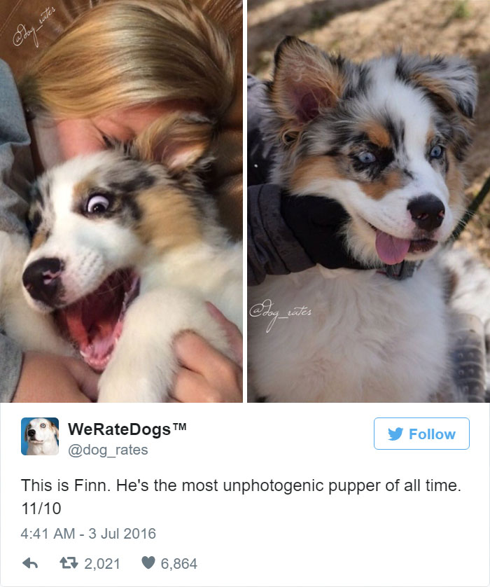 The Most Unphotogenic Pupper Of All Time. 11/10