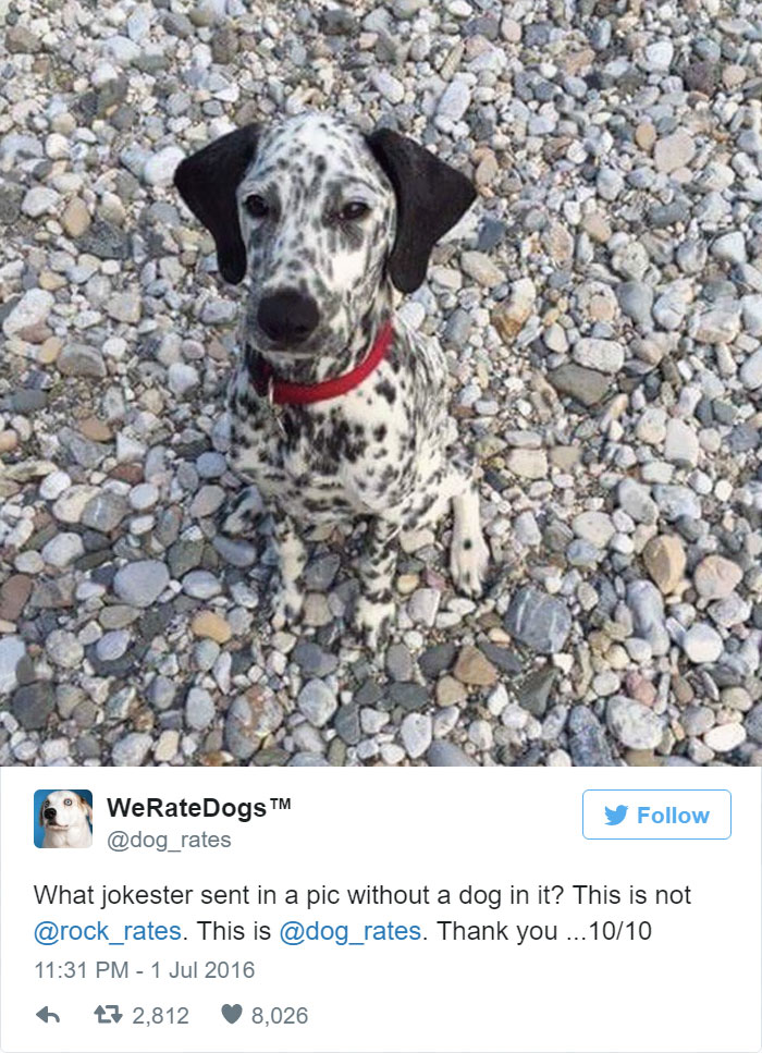 Why Would You Send A Pic Without A Dog In It? 10/10