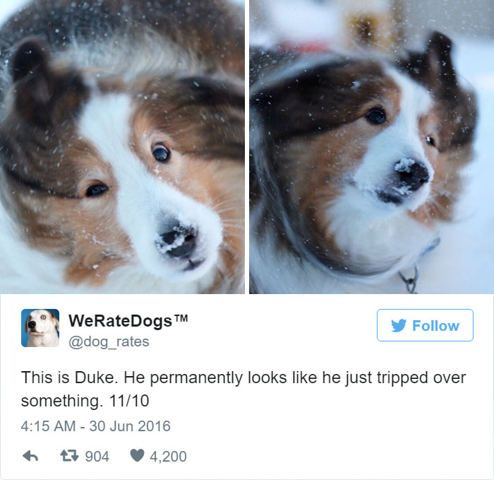 Duke Permanently Looks Like He Just Tripped Over Something. 11/10