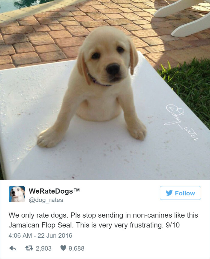Please Stop Sending Jamaican Flop Seals, We Only Rate Dogs. 9/10
