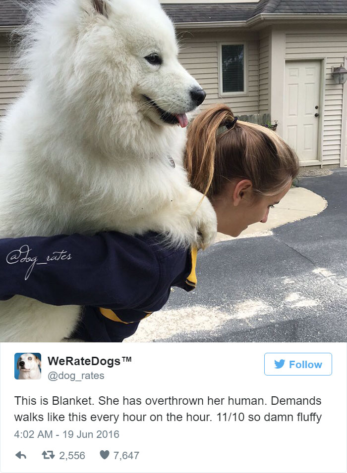 Blanket Has Overthrown Her Human. 11/10 So Damn Fluffy