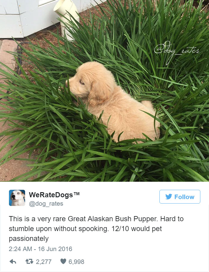 This Is A Very Rare Great Alaskan Bush Pupper. 12/10 Would Pet Passionately