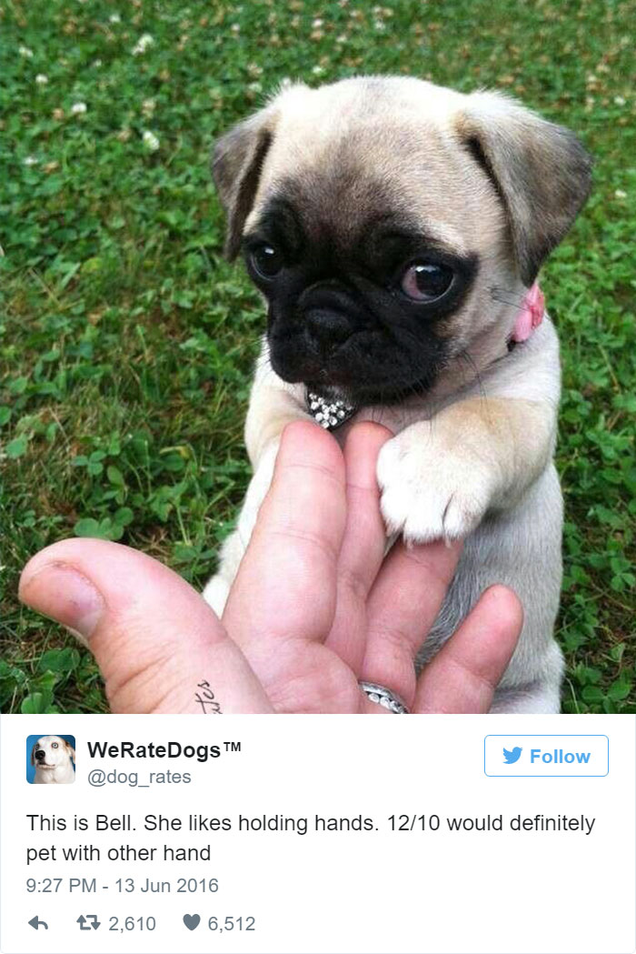 Bell Likes Holding Hands. 12/10 Would Definitely Pet With Other Hand