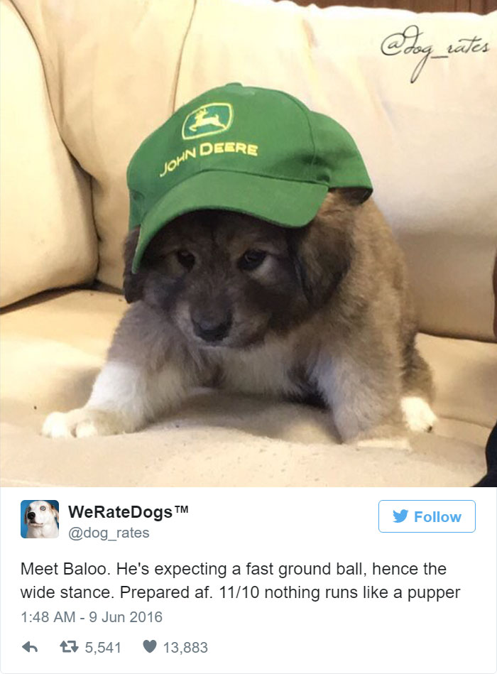 Baloo Is Expecting A Fast Ground Ball. 11/10 Prepared AF. Nothing Runs Like A Pupper