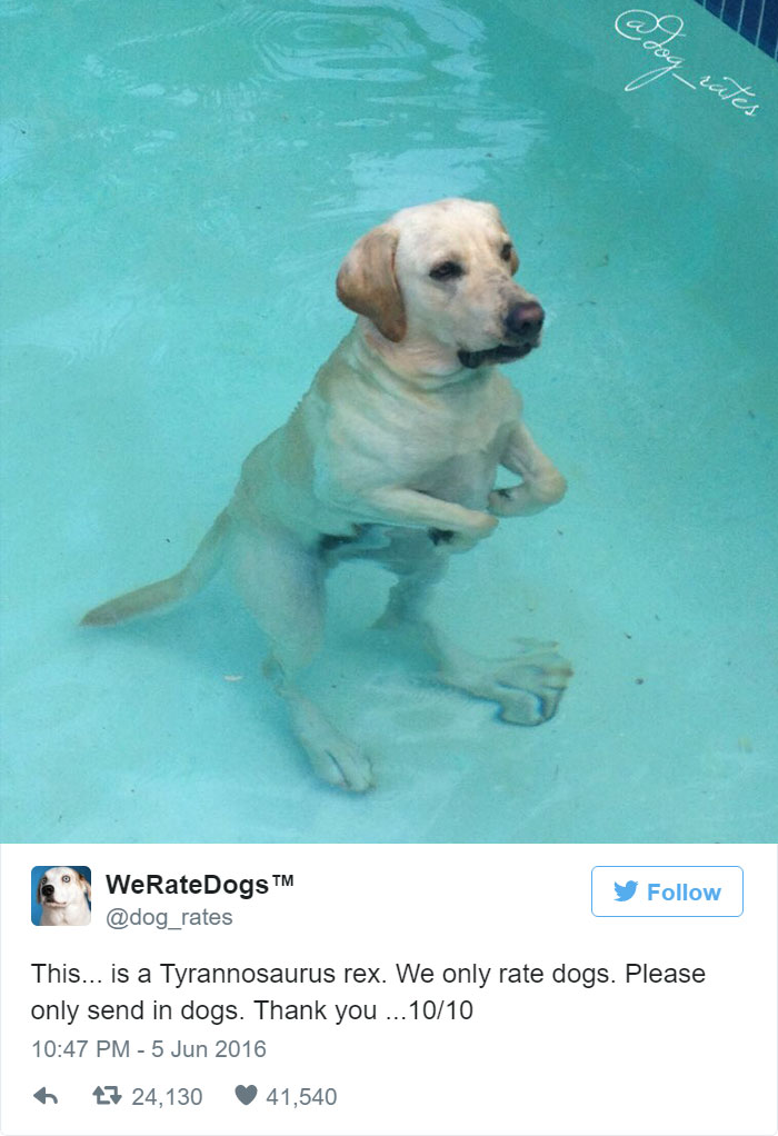 Please Stop Sending Tyrannosaurus Rex, We Only Rate Dogs. 10/10