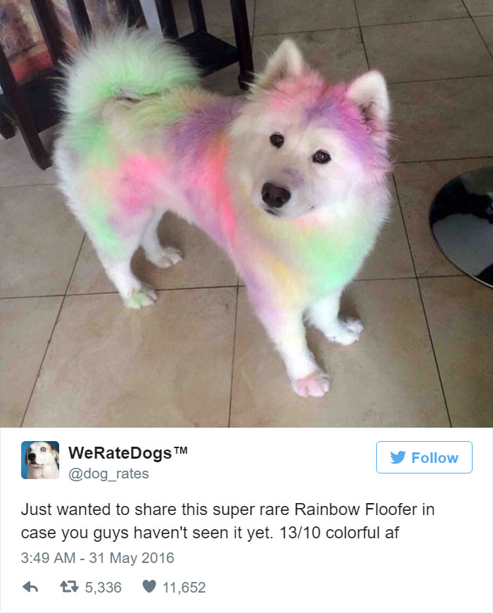 Super Rare Rainbow Floofer. 13/10 Colorful AF