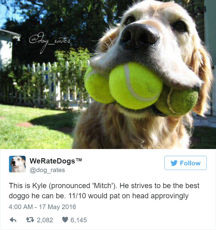 Kyle Strives To Be The Best Doggo He Can Be. 11/10 Would Pat On Head Approvingly