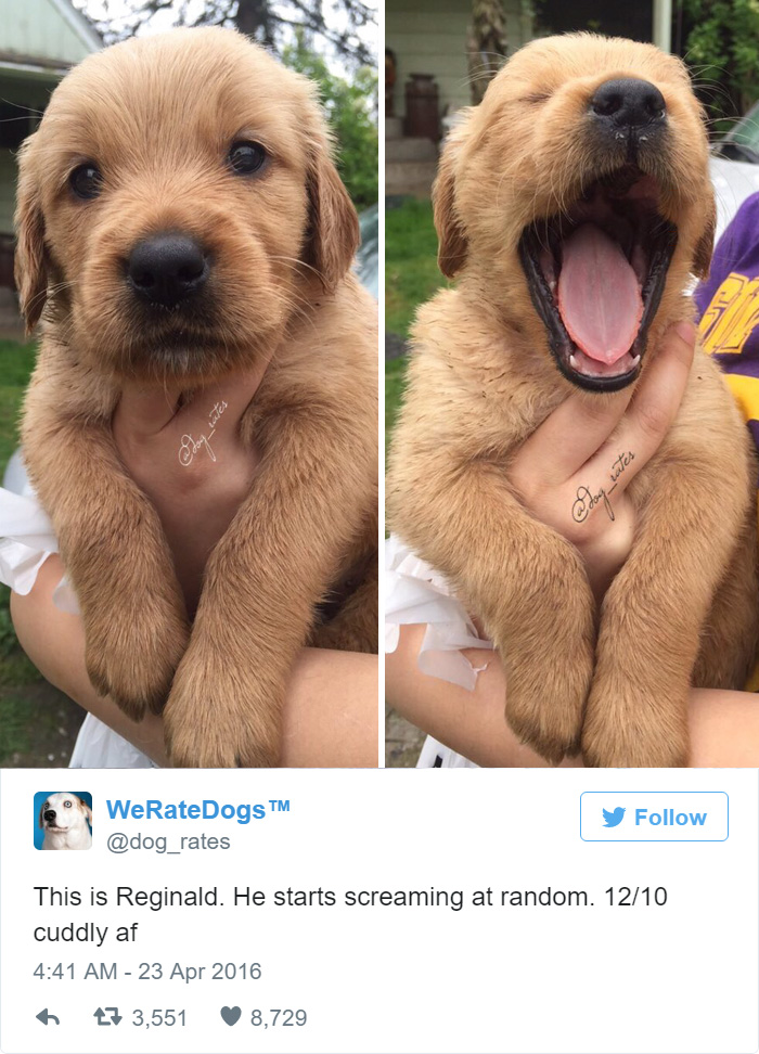 Reginald Starts Screaming At Random. 12/10 Cuddly AF