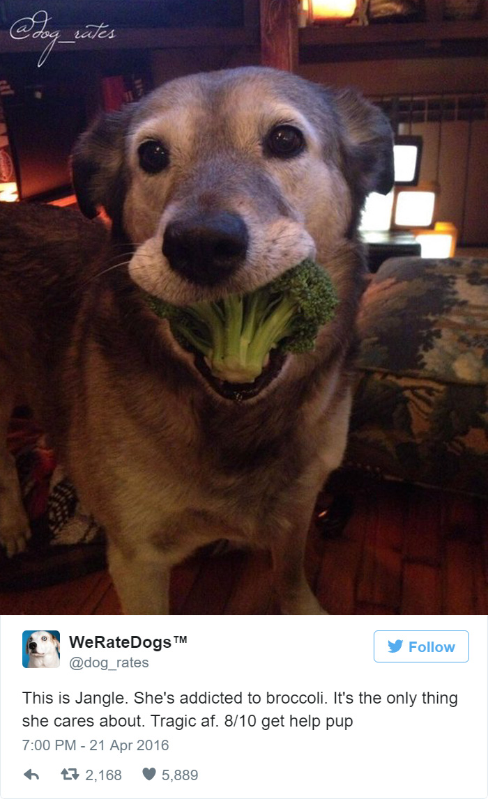 Addicted To Broccoli. 8/10 Get Help Pup