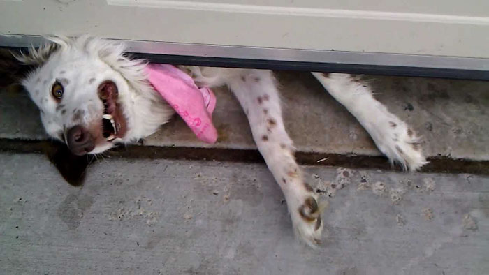 We Came Back From Breakfast To Find Our Dog, Lola, Greeting Us From Under The Garage Door