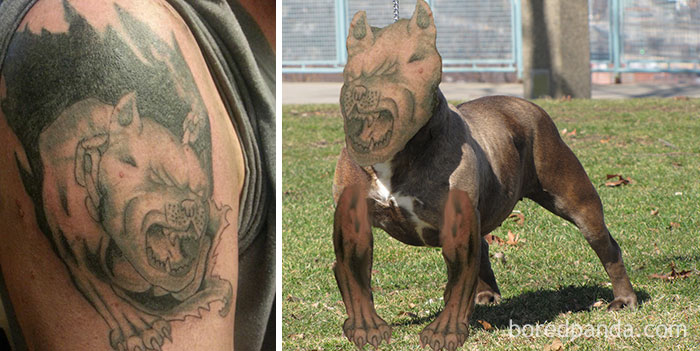 Bad tattoo face swap showing a dog's body with a tattooed pitbull face in a park setting.