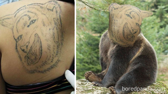 Poorly drawn tiger tattoo on a person's back swapped onto a bear's face, highlighting terrible tattoo work.