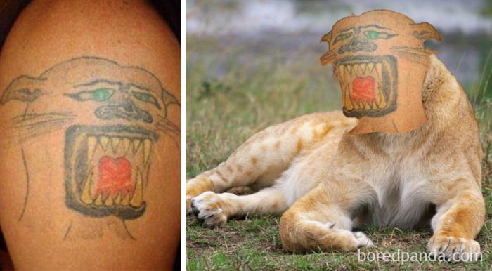 Terrible tattoo face swap showing an unrealistic lion face tattoo on a real lion's face.