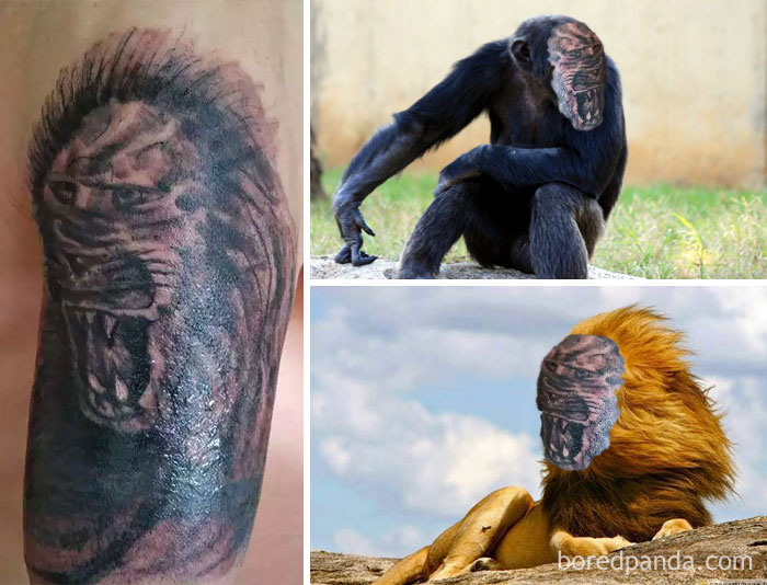 Terrible tattoo face swaps on animals, highlighting bad tattoos with a lion and ape.