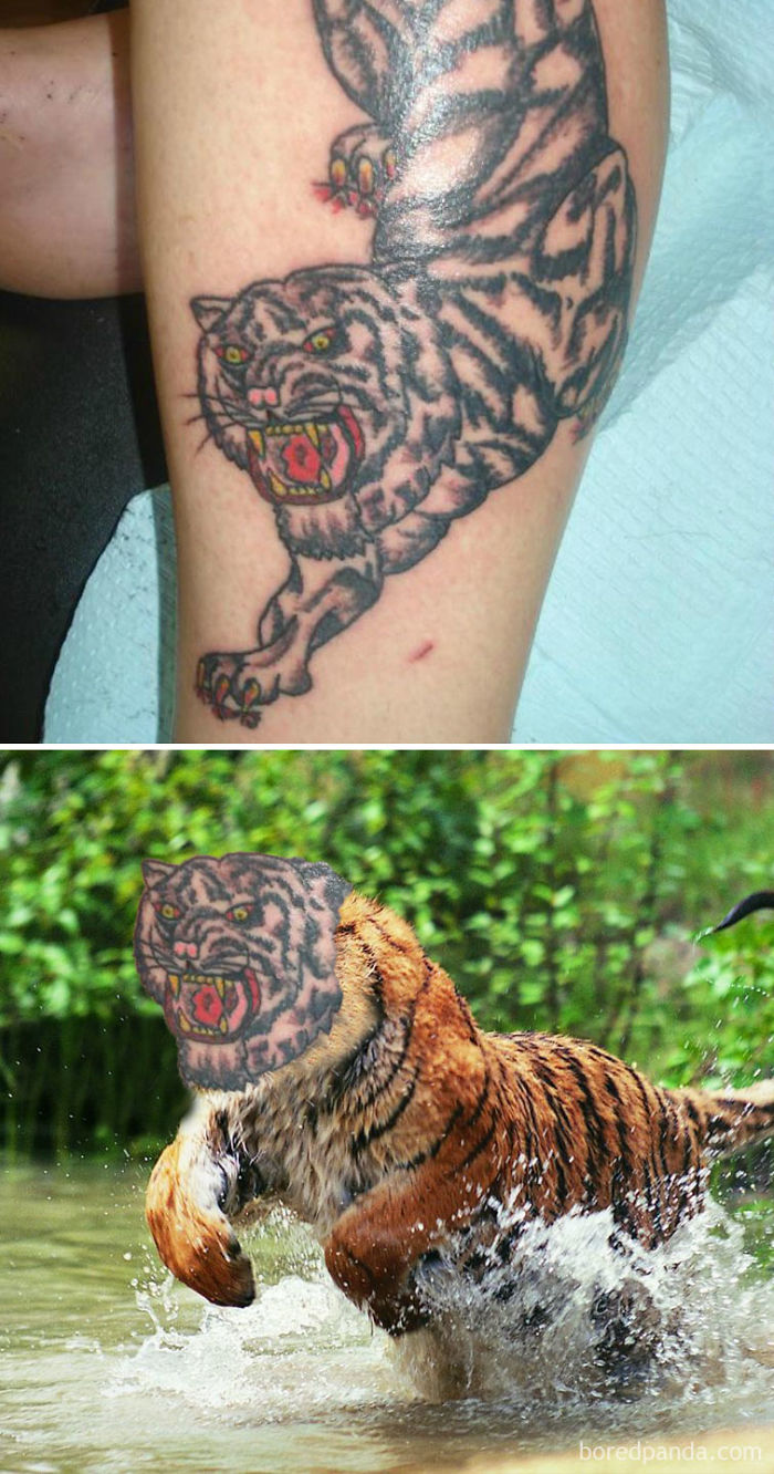 Terrible tattoo face swap: a tiger tattoo on a leg and its face swapped onto a real tiger in water.