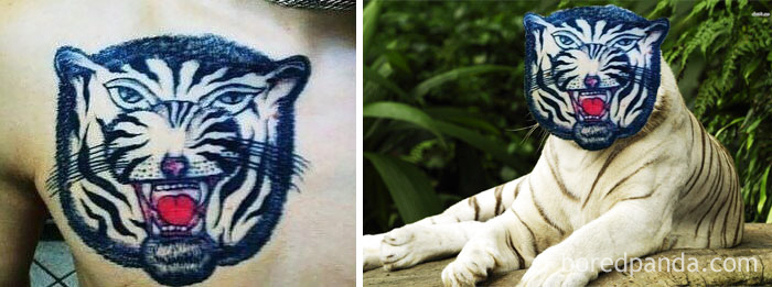 Tattoo face swap of a tiger on a chest and a tiger with the tattooed face, illustrating bad tattoo designs.