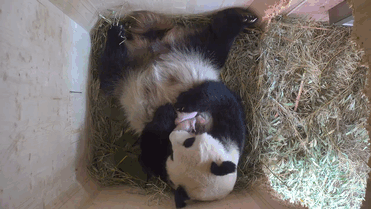 giant-panda-twins-birth-yang-yang-schonbrunn-zoo-2 giant-panda-twins-birth-yang-yang-schonbrunn-zoo-2
