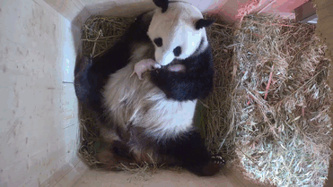 giant-panda-twins-birth-yang-yang-schonbrunn-zoo-3 giant-panda-twins-birth-yang-yang-schonbrunn-zoo-3