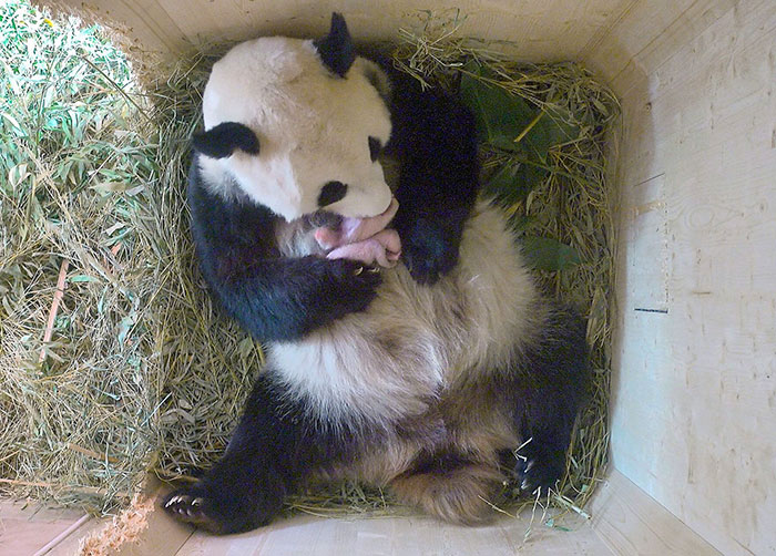 giant-panda-twins-birth-yang-yang-schonbrunn-zoo-3 giant-panda-twins-birth-yang-yang-schonbrunn-zoo-3