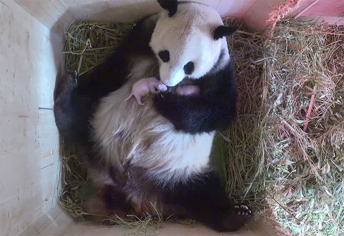 giant-panda-twins-birth-yang-yang-schonbrunn-zoo-7 giant-panda-twins-birth-yang-yang-schonbrunn-zoo-7