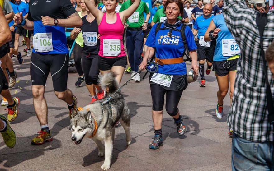 Meet Sljemenka, The Dog With Runner's Heart Meet Sljemenka, The Dog With Runner's Heart