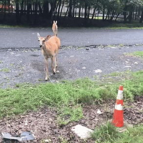 guy-deer-friend-kelvin-pena-coldgamekelv-10