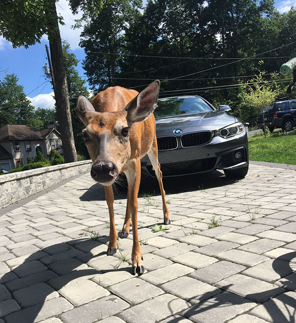 guy-deer-friend-kelvin-pena-coldgamekelv-8