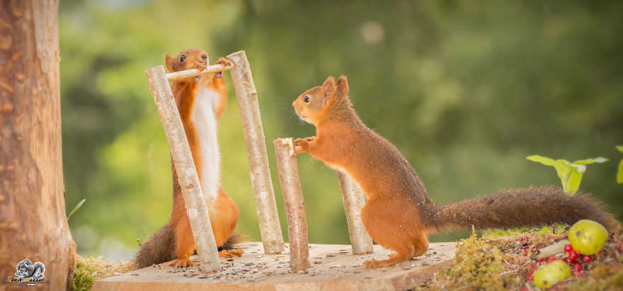 What If Squirrels Competed In The Olympic Games What If Squirrels Competed In The Olympic Games