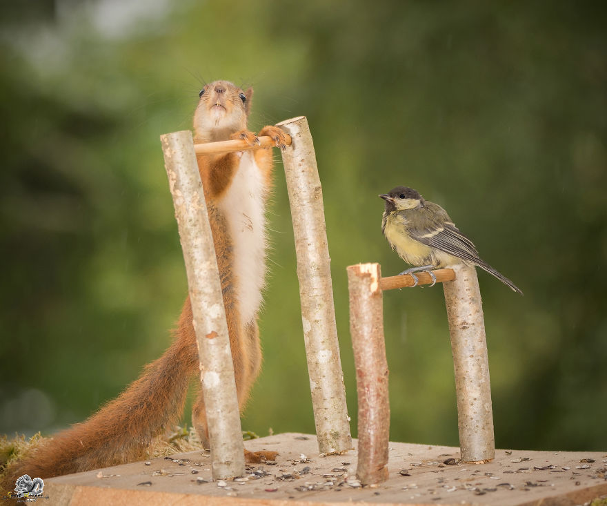 What If Squirrels Competed In The Olympic Games