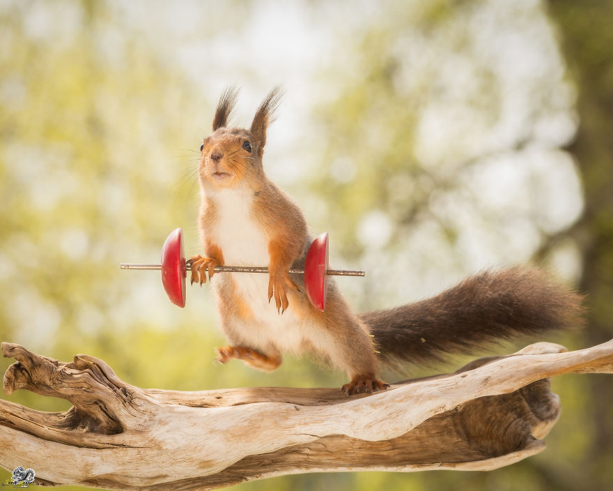 What If Squirrels Competed In The Olympic Games What If Squirrels Competed In The Olympic Games