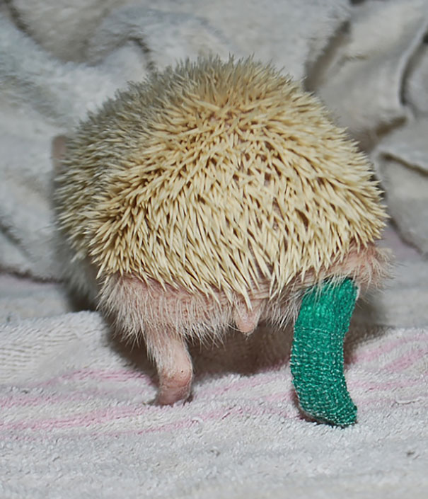 hedgehog-broken-leg-cast hedgehog-broken-leg-cast