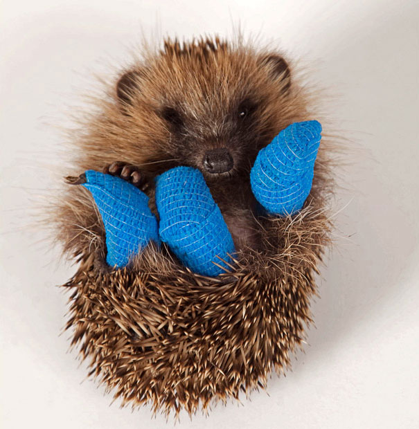 hedgehog-broken-legs-cast hedgehog-broken-legs-cast