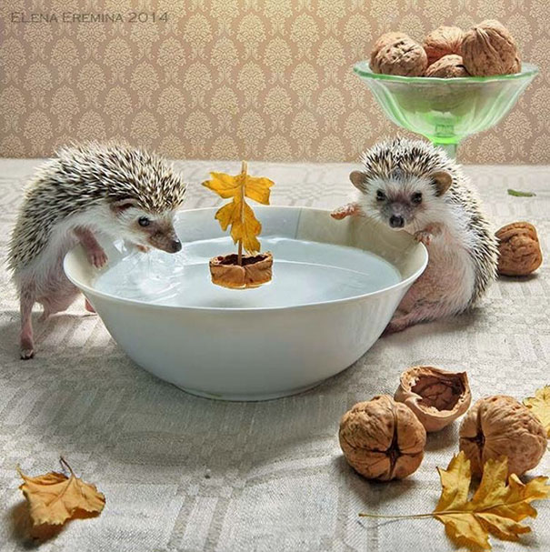 Cute Hedgehogs