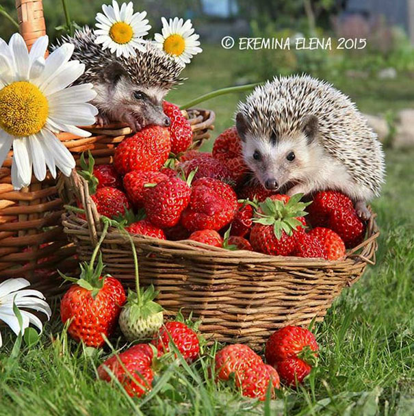 Cute Hedgehogs