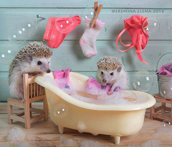 Cute Hedgehogs