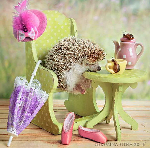 Cute Hedgehogs