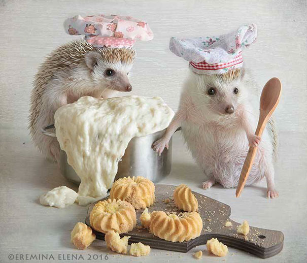 Cute Hedgehogs