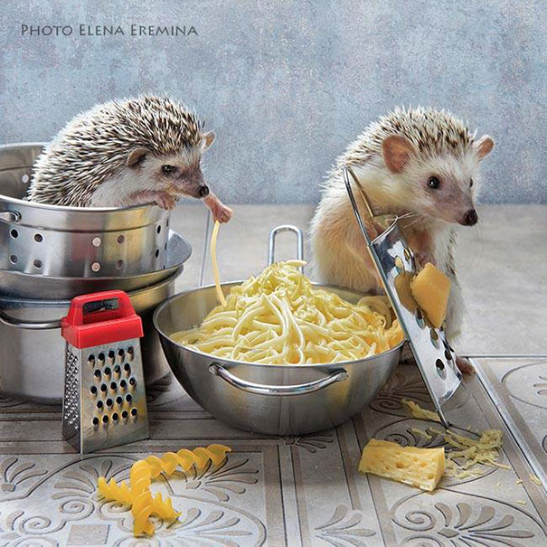 Cute Hedgehogs
