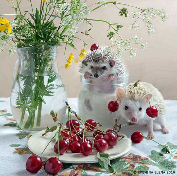 Cute Hedgehogs