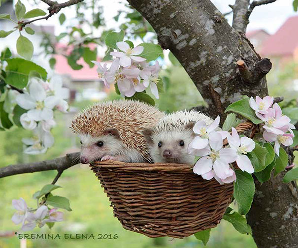 Cute Hedgehogs