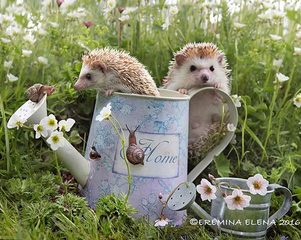 Cute Hedgehogs