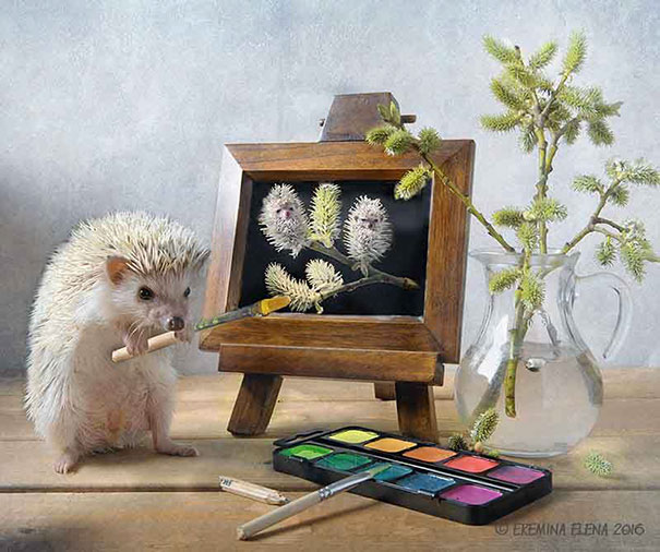 Cute Hedgehogs