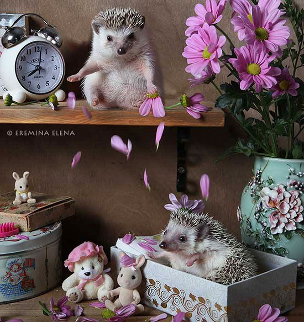 Cute Hedgehogs