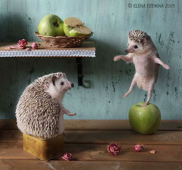 Cute Hedgehogs