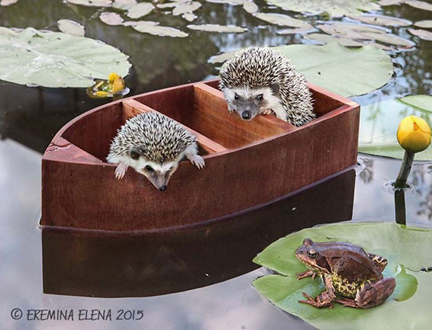 Cute Hedgehogs